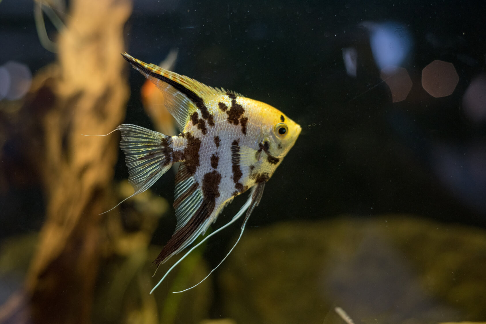 gold marble angelfish